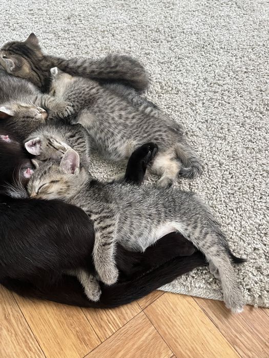 Котята в добрые руки