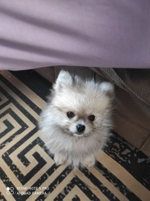 Девочка помераночка