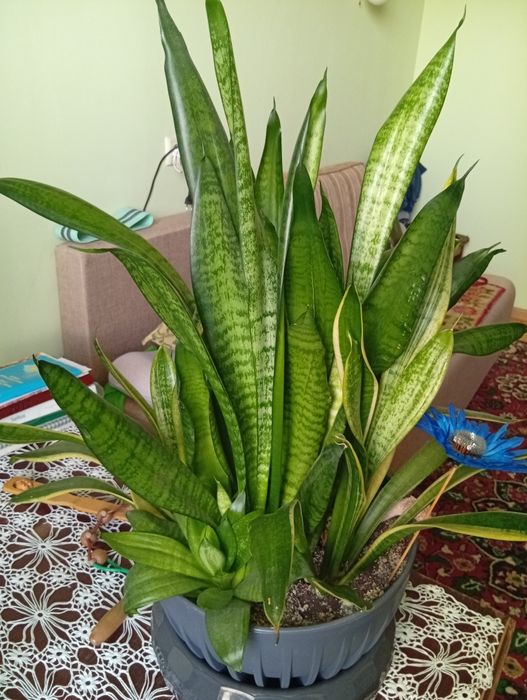 Сансевиерия (3 вида), кротон.