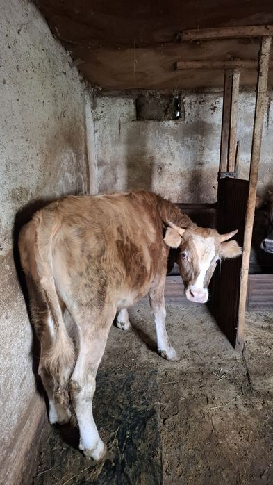 Продам быка стоит на откоруме