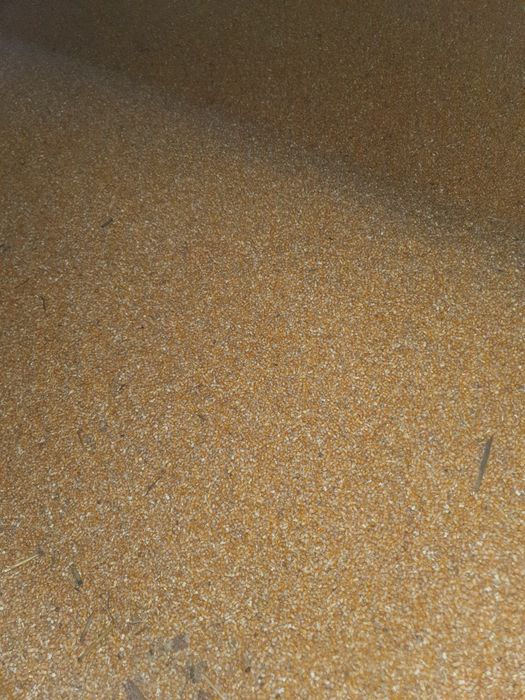 Vând porumb și grâu