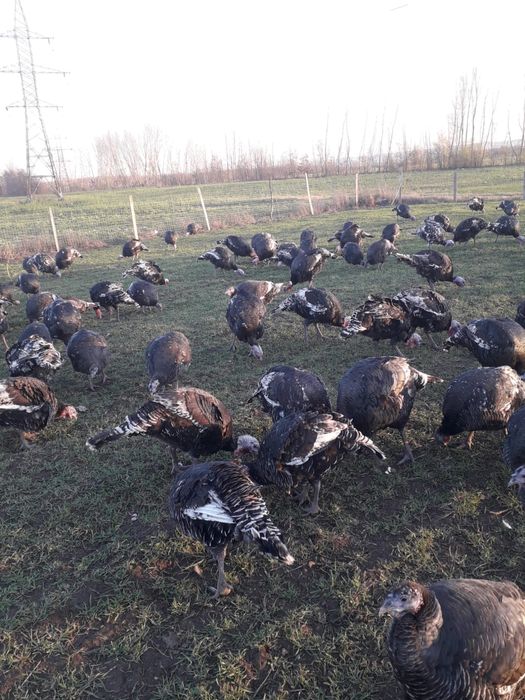 Curcani crescuti bio