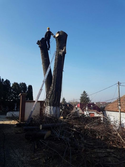 Tăieri , toaletări , copaci uscați , periculoşi !!!