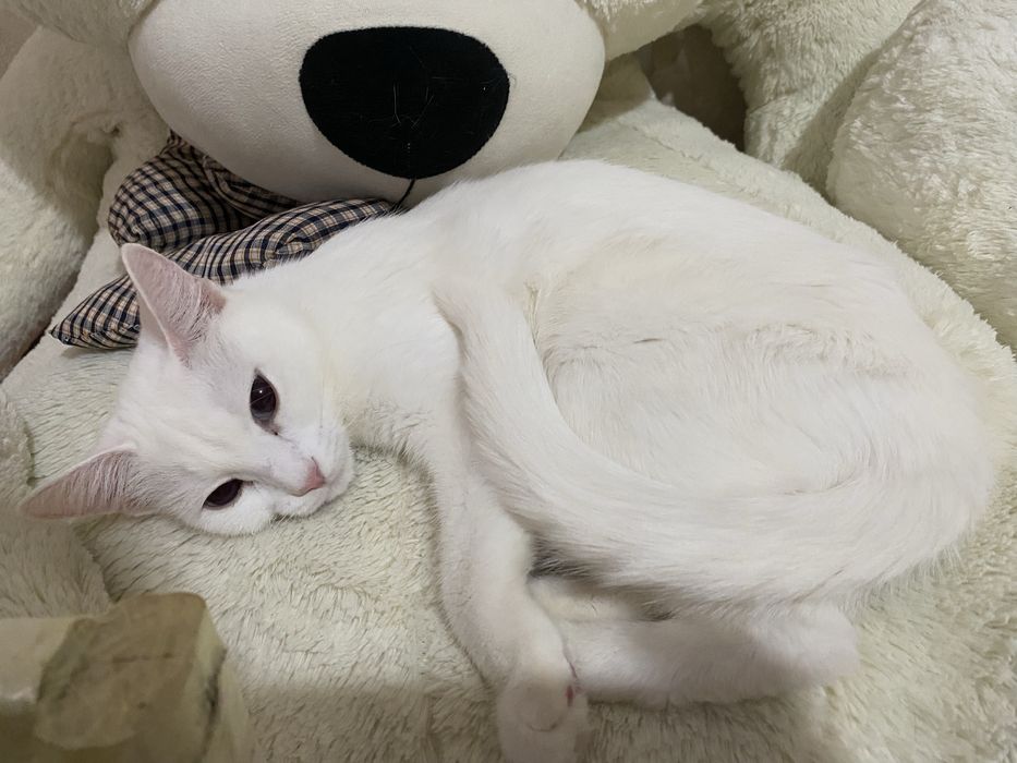 Отдам белую кошечку