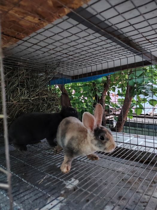 Iepurași pitici de companie Rex pitic Rex japonez pitic iasi