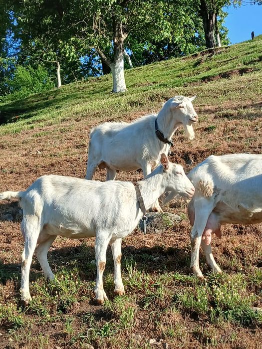 Vând Țap Saanen
