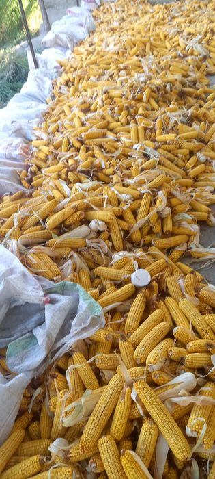 Mol qòylar tovuqlar uchun jòxori