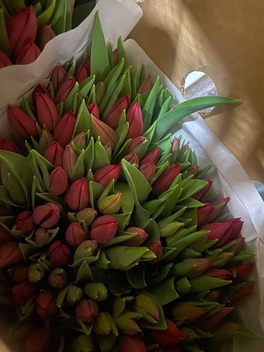 Голландские тюльпаны оптом