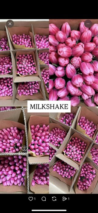 Тюльпаны , тюльпаны оптом и в розницу