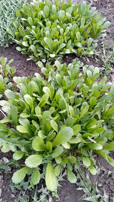 Продам,ромашки .