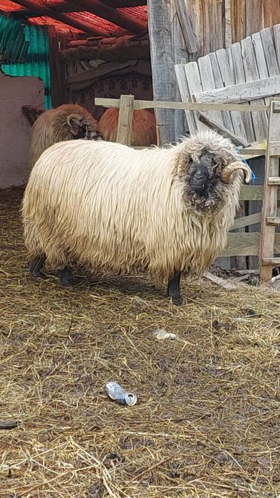 Berbec bucălău de vânzare