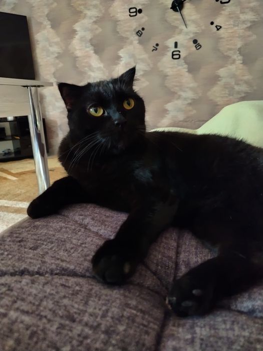 Отдается в добрые руки метис шотландской вислоухой кошки.