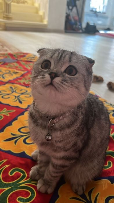 Шотландскии вислоухо