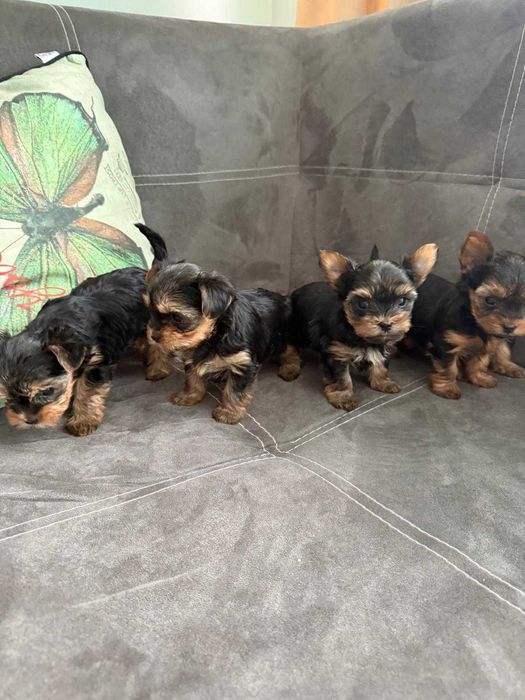 Йоркширски териер