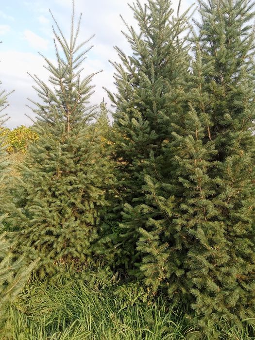 Пихта от 3 до 5метров