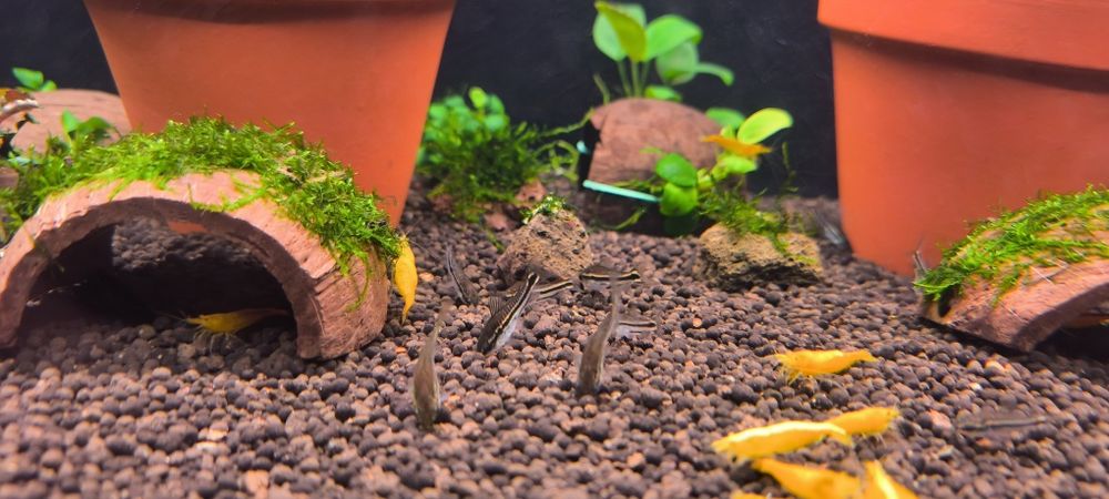 Pesti acvariu corydoras pigmy