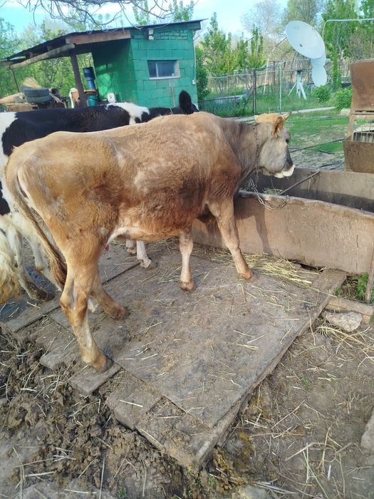 Карова алтайской породы