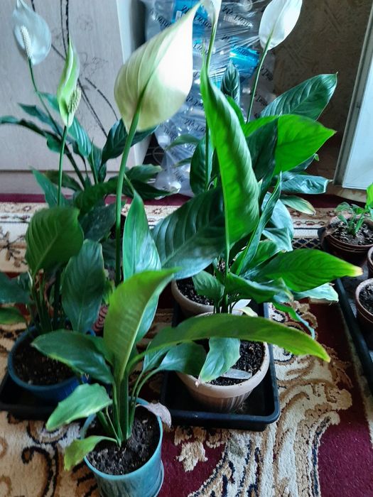 Комнатные цветы   спатифиллум