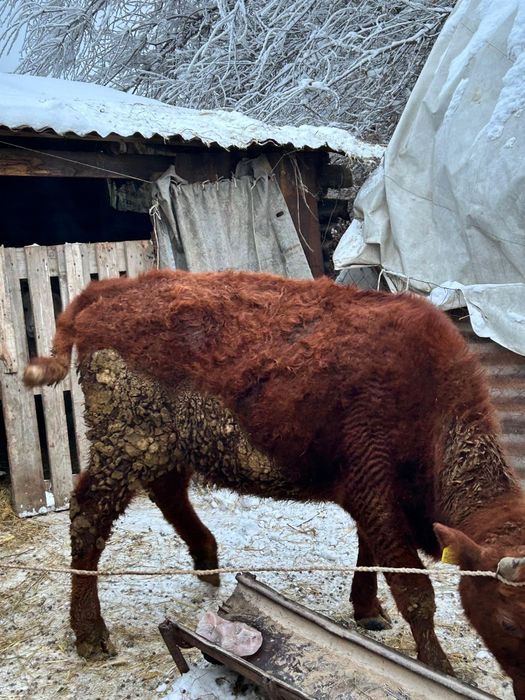 Продам.Тёлочак стоят на откорми.