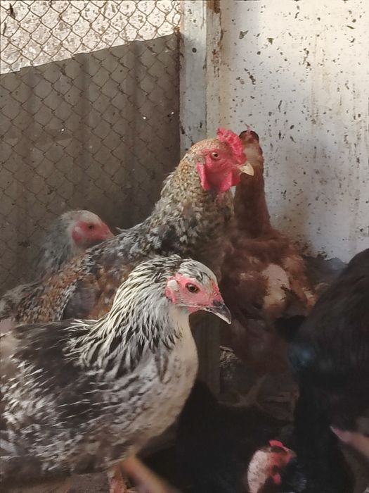 Tulangi xorozlar sotiladi narxi kelishiladi