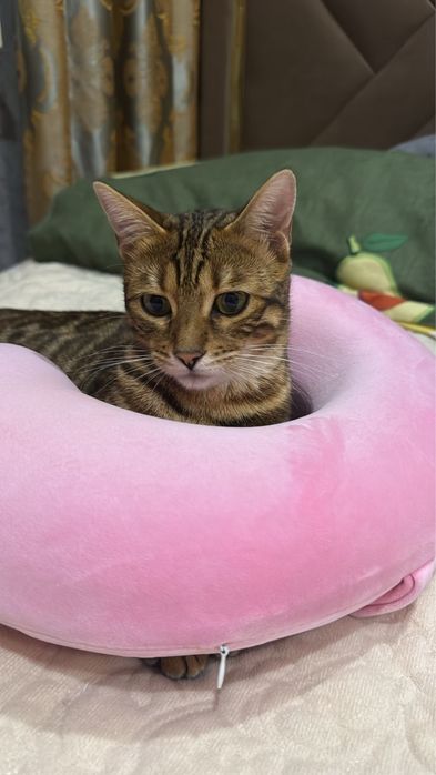 Бенгальская кошка