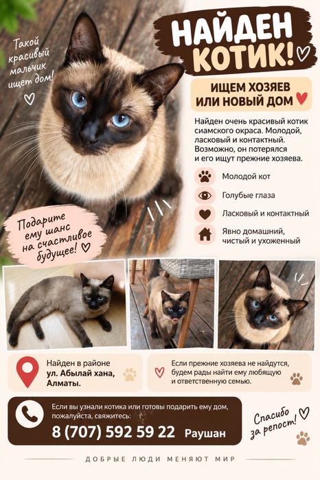 Кот ищет дом . Бирман