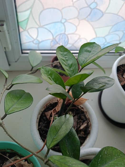 Продам комнатные растения по 8000