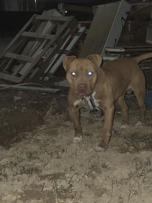 Питбультерьер Продам