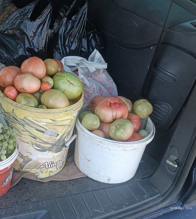 Продам дачные помидоры