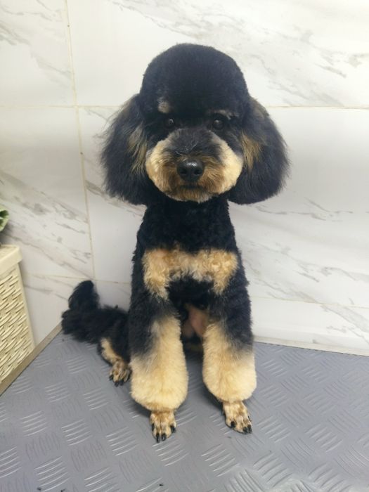 Мальчишка той пудель