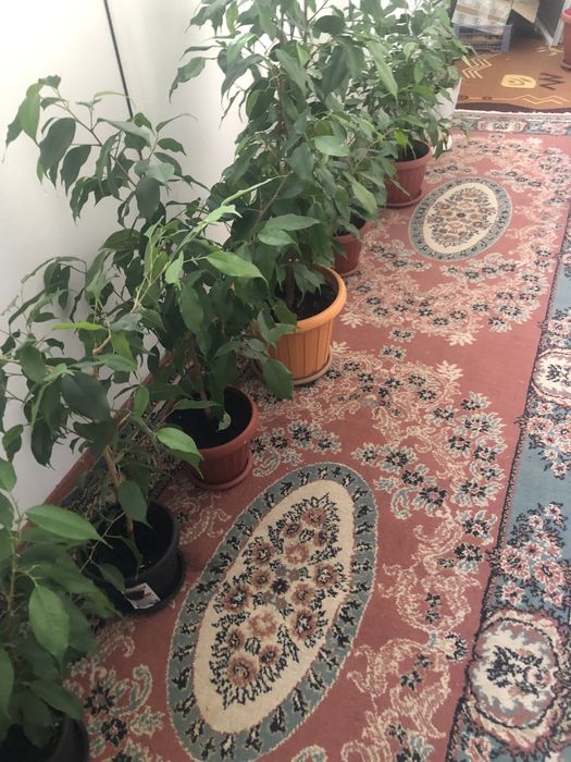 Цветы домашние красивые