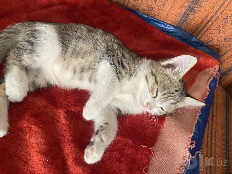 Отдам котят в хорошие руки