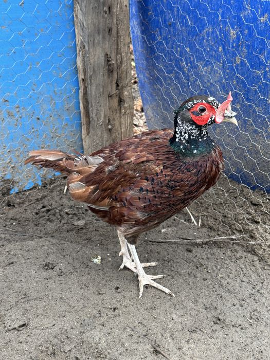 Fazani comuni, tenebros, platină diluată, buff rosu