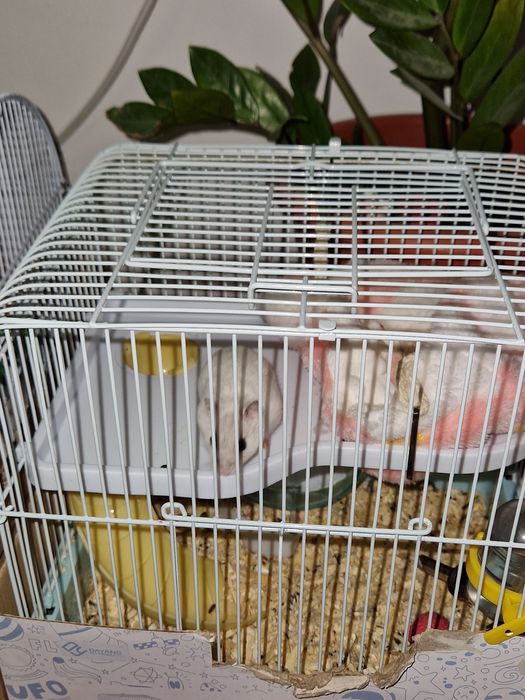 Hamsteri cu cusca