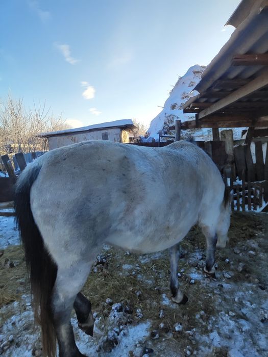 Продам лошадей, две кобылы и полторашка