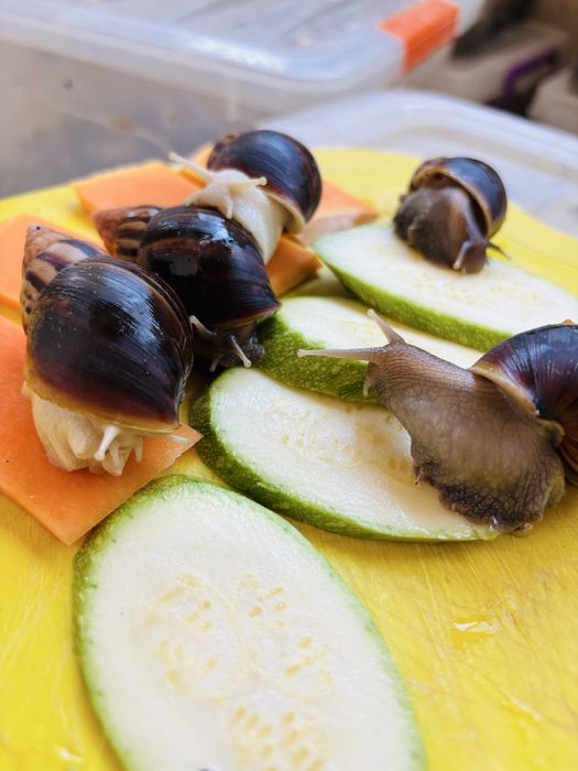 Ahatina fulika albinosla va standartla