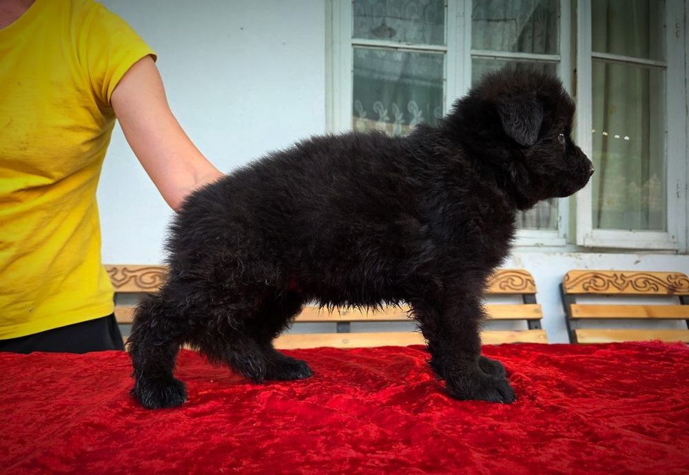 Щенки немецкой овчарки чёрного окраса длинношерстные