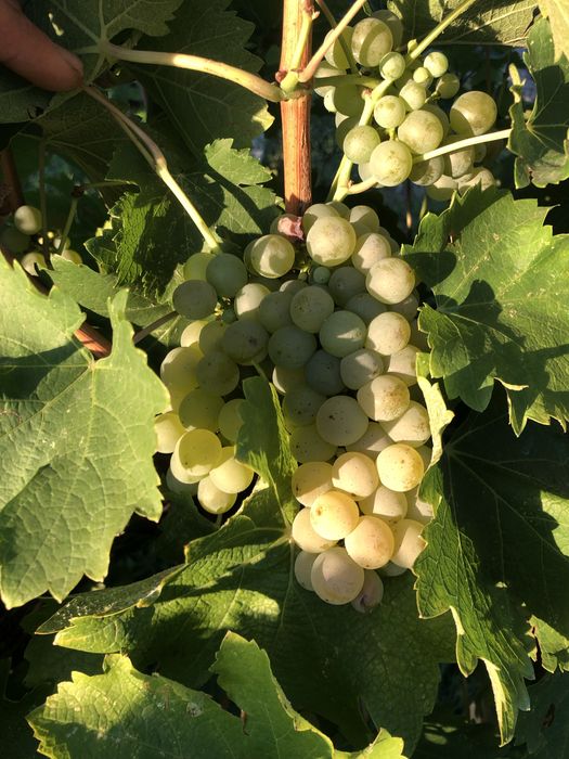 Struguri de vin