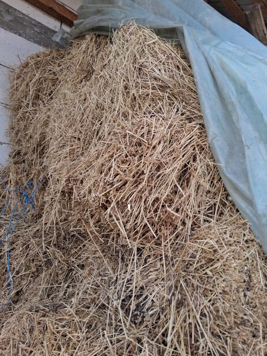 Vând baloti  trifoi