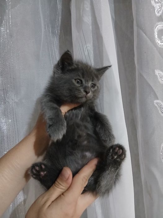 Продаётся шотландский страйт