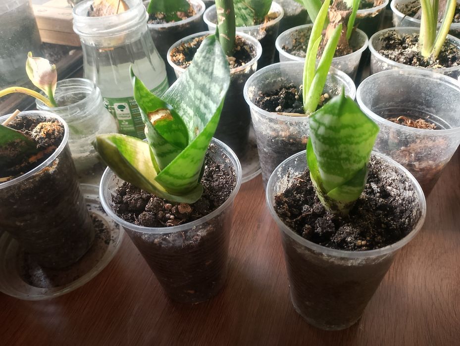 Продам сансеверии