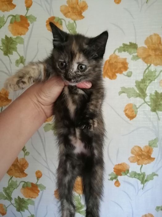 Отдаю красивых  котят