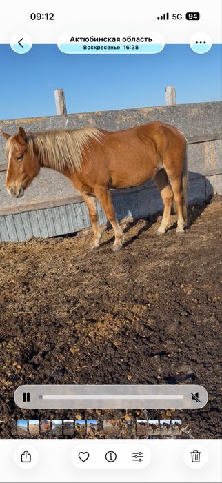 Буаз биелер сатылады