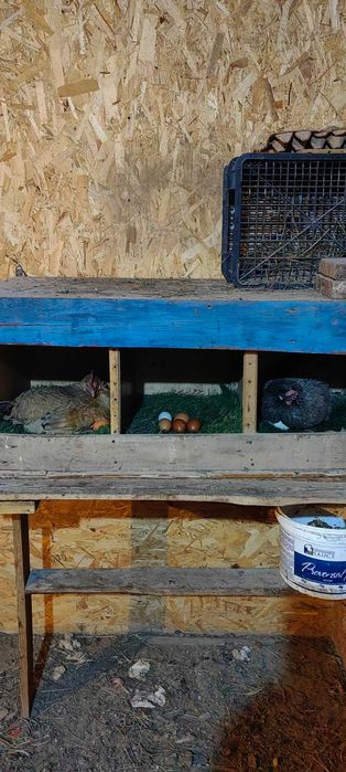 Тауықтар сатылады.