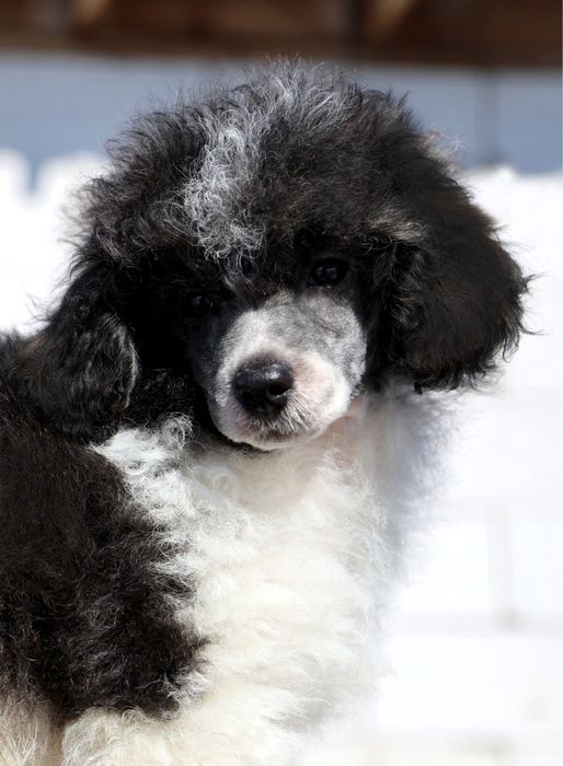 Мини тойпудель 3 месяца окрас арлекин