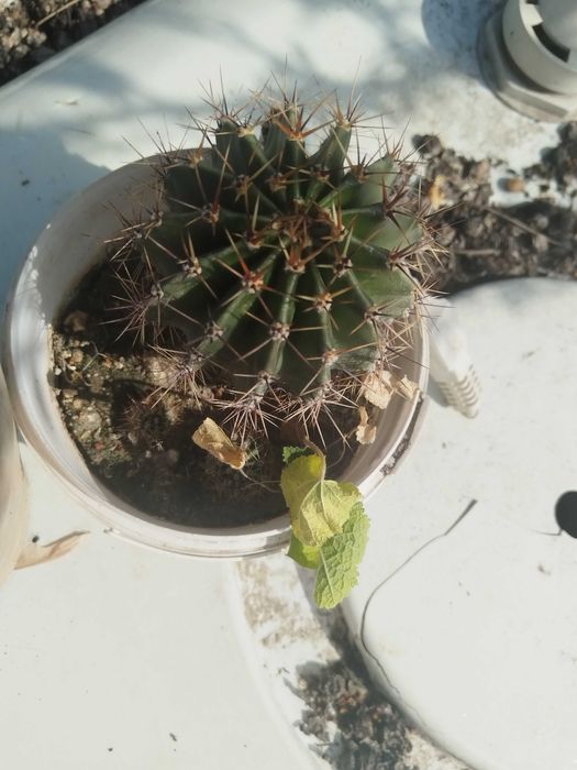 Эхинопсис трубкоцветный