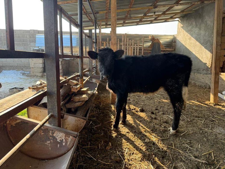 Бұзау ұрғашы сатылады.