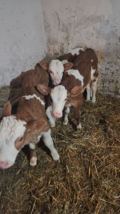 Vand viței de lapte