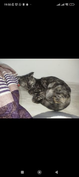 Британская кошка