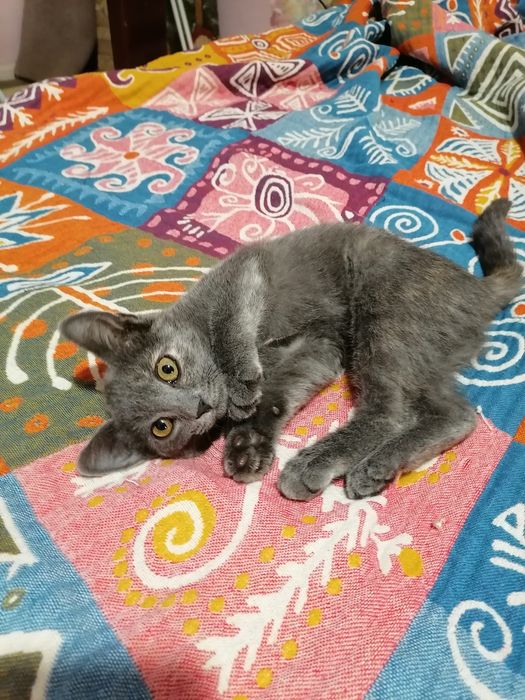 Отдам в добрые руки